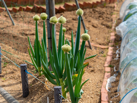 Long onions and onions planted in the fieldの写真素材