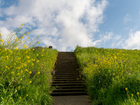 Stairs leading to the top of the embankment and spring flowersの写真素材