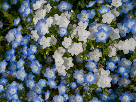 White nemophila flowers blooming in the botanical gardenの写真素材