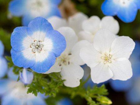 White nemophila flowers blooming in the botanical gardenの写真素材