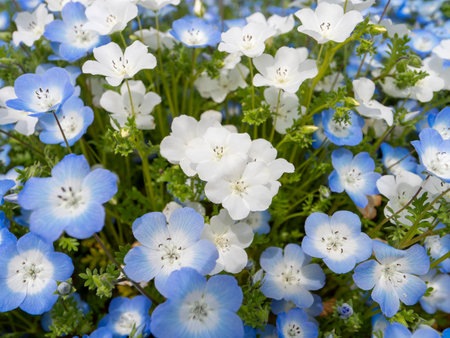 White nemophila flowers blooming in the botanical gardenの写真素材