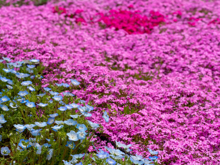 Nemophila flowers and phloxの写真素材