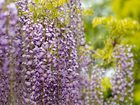 Wisteria flowers in full bloomの写真素材