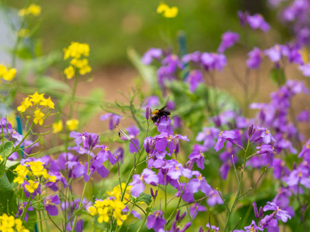 Bear bees collecting flower nectar and pollenの写真素材