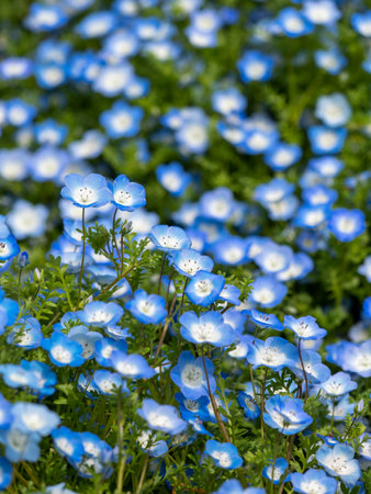 Nemophila flowers blooming in the botanical gardenの写真素材