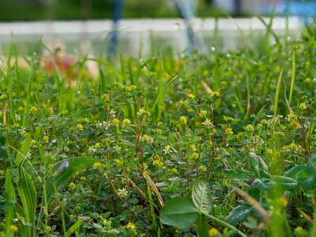Small flowers blooming in the spring meadow