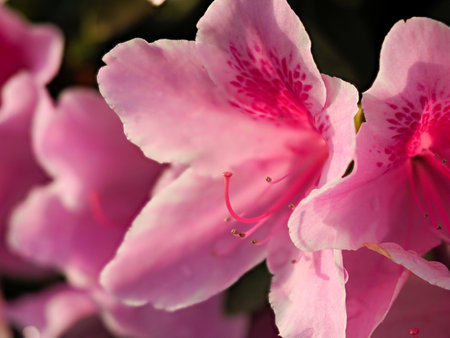 Azalea flowers with water dropletsの写真素材