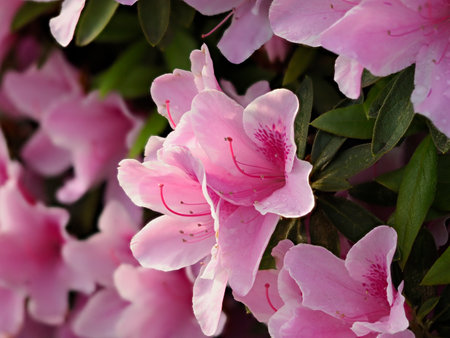 Azalea flowers with water dropletsの写真素材