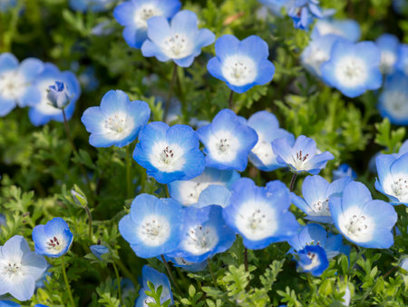 Nemophila flowers in full bloom in the botanical gardenの素材 [FY310203193440]