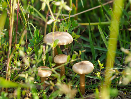 Mushrooms growing on riverbedsの写真素材