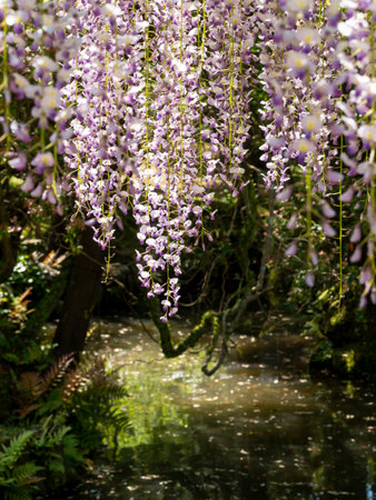 Wisteria flowers hanging over the pondの写真素材