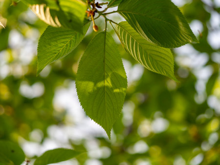 Fresh green leaves of cherry treeの写真素材