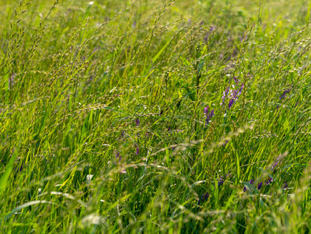 Landscape along the embankment covered with vegetation
