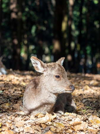 Deer in Nara Park entering the spring hair changing seasonの写真素材