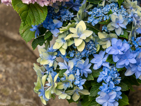 Colorful potted hydrangea