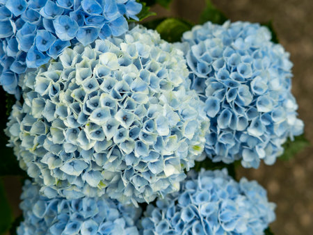 Colorful potted hydrangea