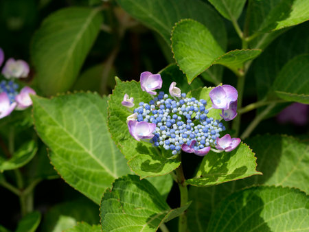Hydrangea displayed on the townscape of Terauchi Town in Tondabayashi City, Osaka Prefecture