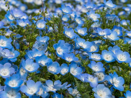 Nemophila flowers blooming in the botanical gardenの写真素材