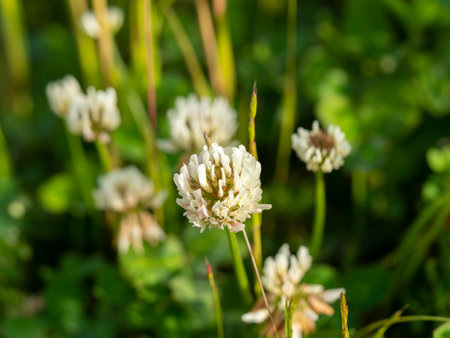 White clover flowers blooming on the banks of riversの写真素材