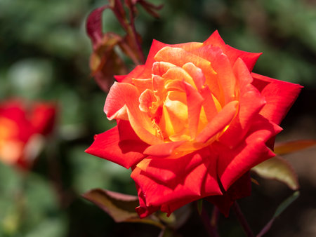 Bright red rose flower "Nishiki-e"の写真素材