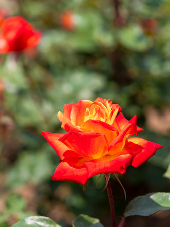 Bright red rose flower "Nishiki-e"の写真素材