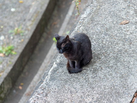 Black cat living in a shrineの写真素材