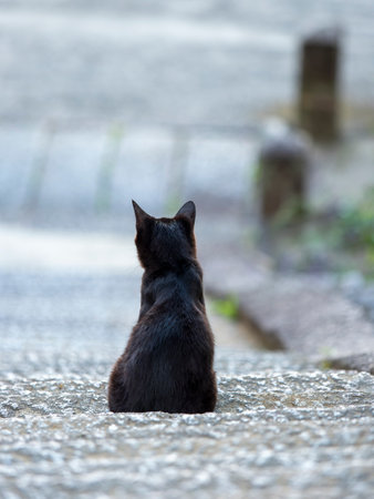 Black cat living in a shrineの写真素材