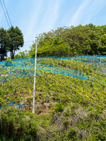 Vineyards on Mt. Takao in Kashiwabara Cityの写真素材