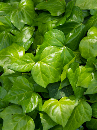 Hedera canariensis leaves with a beautiful sheenの写真素材