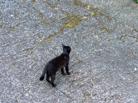 A local cat that lives in a shrineの写真素材