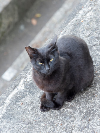 A local cat that lives in a shrineの写真素材