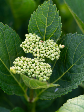 Small buds of hydrangea