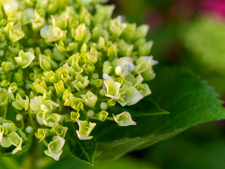 Hydrangea flowers that have begun to bloomの写真素材