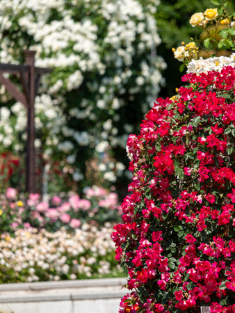 Garden view with beautiful roses in full bloomの写真素材