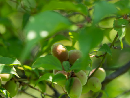 Fresh green plum tree bearing fruitの写真素材
