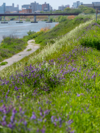 The banks and cityscape of the Yamato River in bloomの写真素材