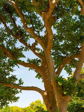 Crepe myrtle tree with fresh green leaves