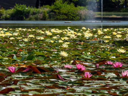 Pond and fountain with water lily flowersの写真素材