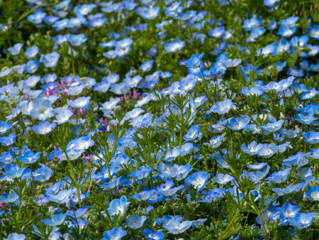 Scenery of nemophila fields in full bloomの写真素材