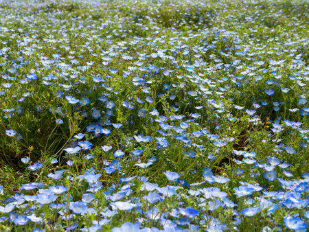 Scenery of nemophila fields in full bloomの写真素材