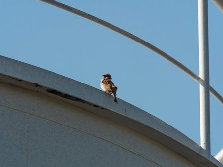 Sparrows perching on a factory tankの写真素材