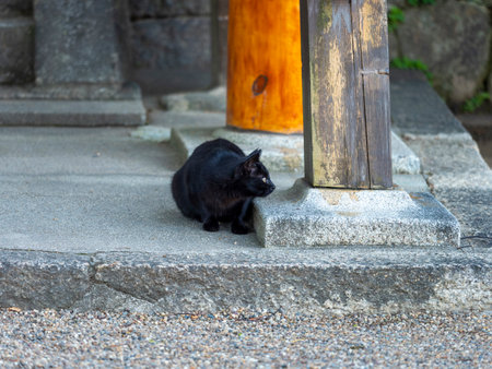 Black cat living in a shrineの写真素材