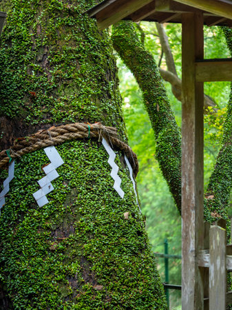 Sacred tree of a shrine covered with greeneryの写真素材