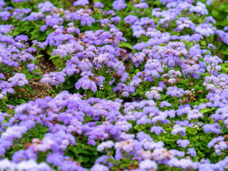 Beautiful purple ageratum flowers