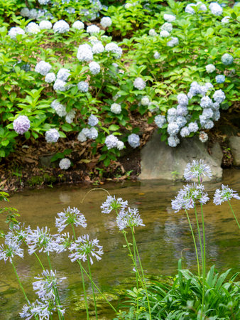 Agapanthus flowers blooming at the water's edgeの写真素材