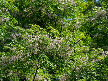 Flowers of the celandine tree blooming in the mountainsの写真素材