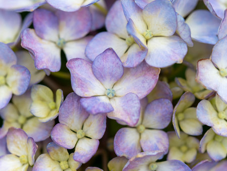 Hydrangea flowers blooming in a flower bed in a park
