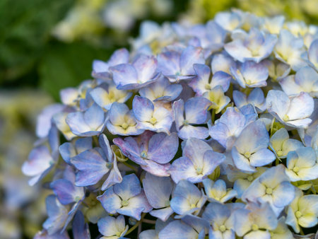 Hydrangea flowers blooming in a flower bed in a parkの写真素材
