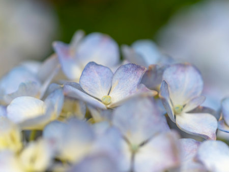 Hydrangea flowers blooming in a flower bed in a parkの写真素材