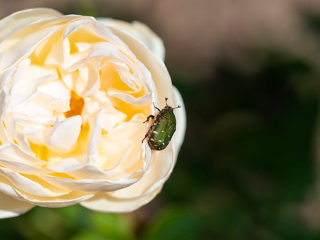 Hanamuri perching on a rose flowerの写真素材